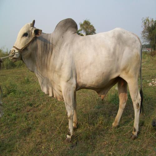Healthy Ongole Cow