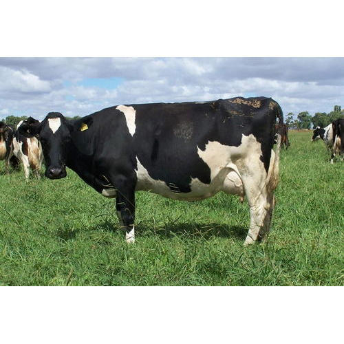 Hf Holstein Friesian Cow