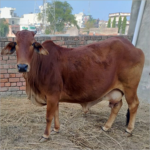 Sahiwal Cow - Color: Brown