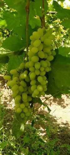 Fresh Organic Green Grapes