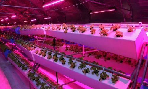 Indoor Vertical Farming Aeroponic Growing System