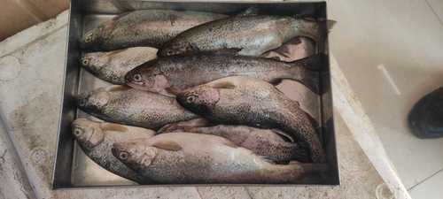 Fresh Rainbow Trout Fish