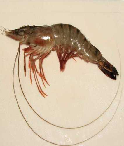 High Protein Fresh Prawn