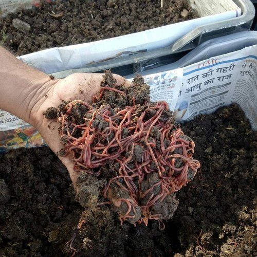Vermiculture Compost Earthworm 50 Kg