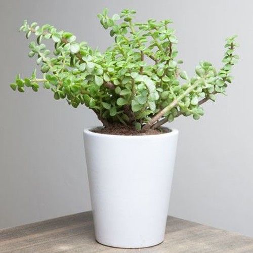 Jade Plant For Indoor