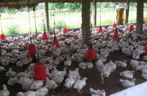 White Poultry Farm Chicks