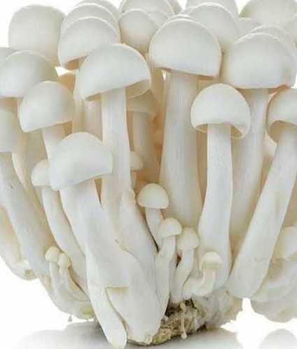 White A Grade Fresh Mushrooms