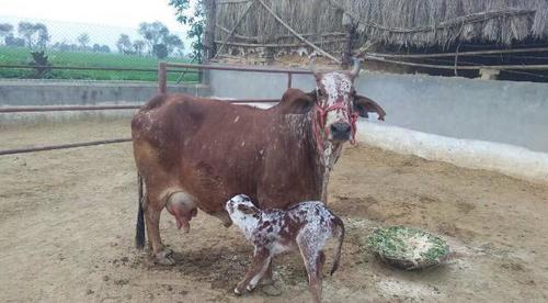Diseases Free Rathi Cow
