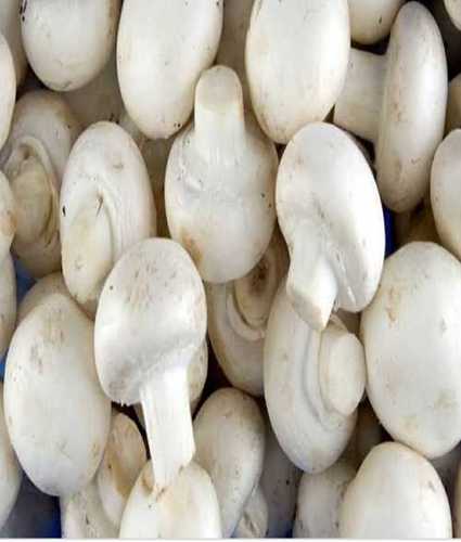 Fresh White Button Mushroom Processing Type: Seasoned