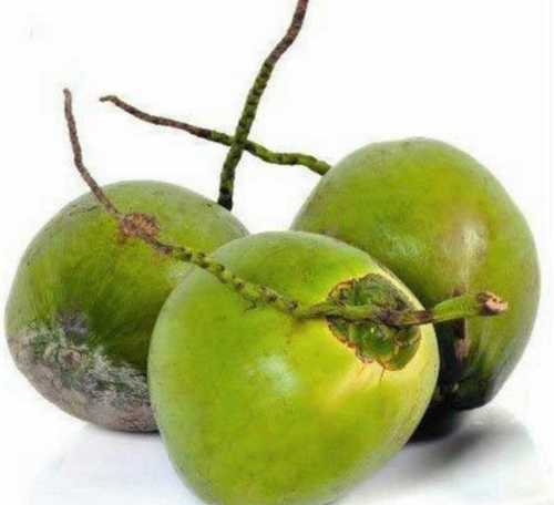 Organic Green Color Tender Coconut