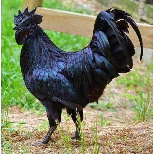 Kadaknath Chicken For Human Consumption