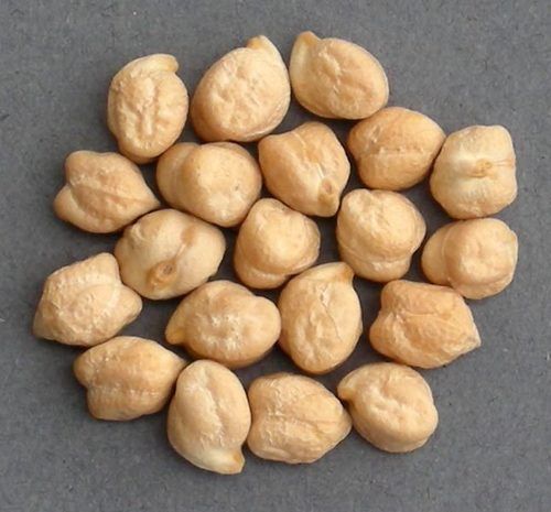 Healthy and Natural White Chickpeas