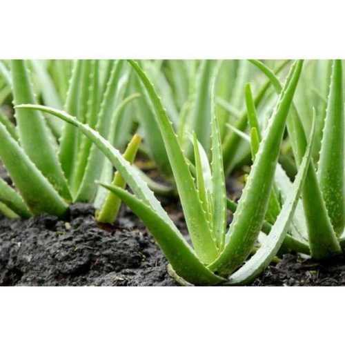 High Grade Aloe Vera Leaves Recommended For: All