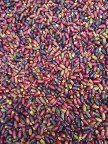 Palm Seed (Phonix Dwarf Variety)