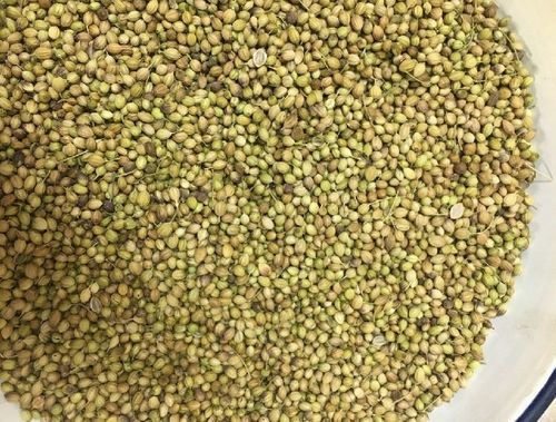 Healthy And Natural Eagle Quality Coriander Seeds Admixture (%): 2 %