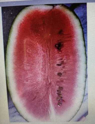 Organic Fresh Water Melon