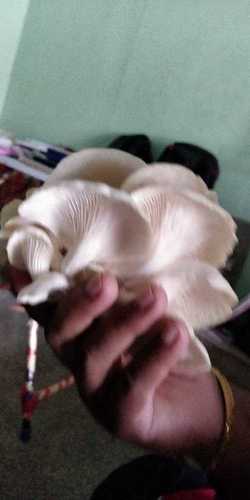 White Pure Organic Oyster Mushroom