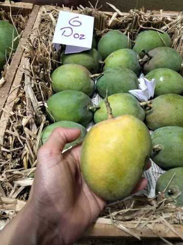 Green And Yellow Pure Ratnagiri Hapus Mango