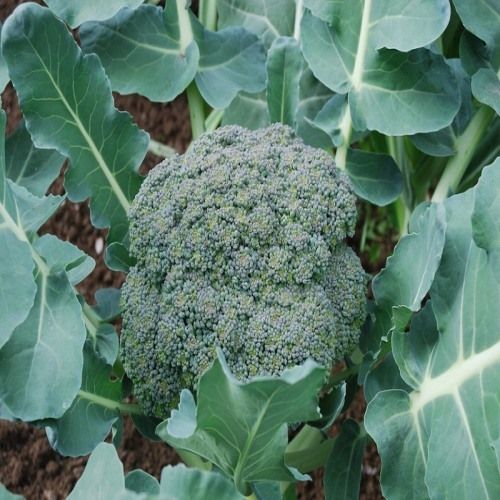 Healthy and Natural Fresh Broccoli