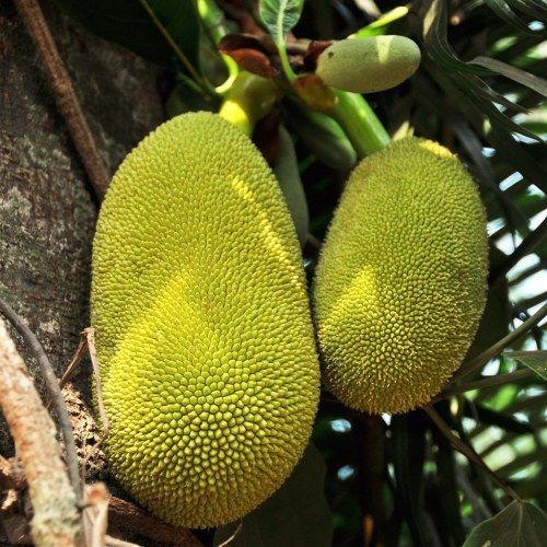 Healthy and Natural Fresh Jackfruit