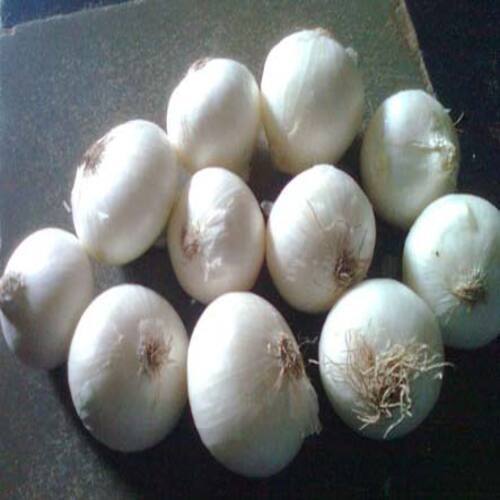 Healthy and Natural Fresh White Onion