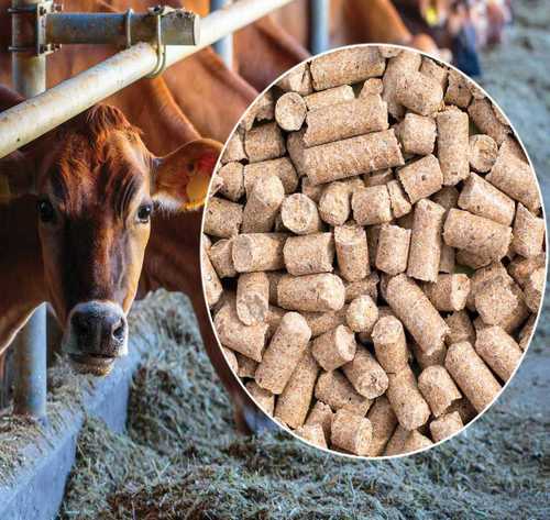 Light Brown Maize Supper Cattle Feed