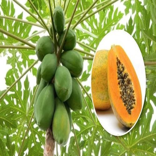 Healthy and Natural Fresh Papaya
