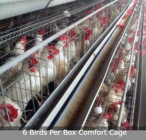 Comfort Poultry Cage - Strong Rust Proof Frame, 20" X 18" Dimension, Holds 6 Birds Per Box