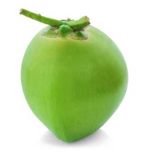 Common Medium Fresh Green Coconut