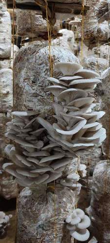 Common White Oyster Mushroom