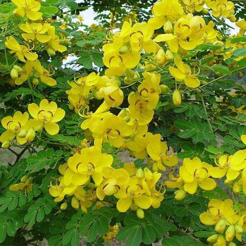 Cassia Essential Oil Ingredients: Herbal Extract