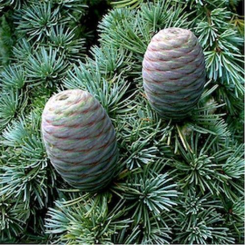 Cedar Wood Oil Ingredients: Herbal Extract