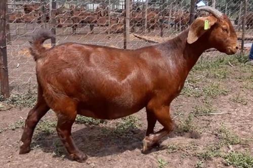 Dark Colour Boer Goat