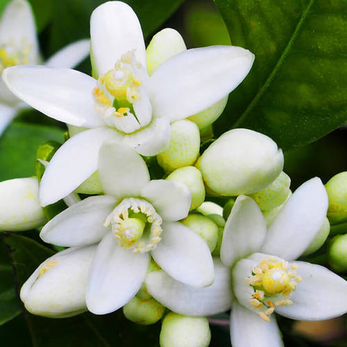 Neroli Essential Oil Ingredients: Herbal Extract