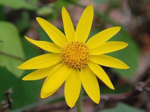 Pure Arnica Oil Ingredients: Herbal Extract