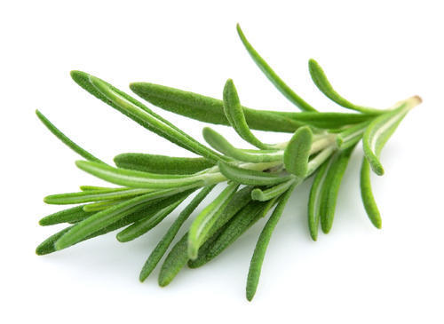 Rosemary Essential Oil