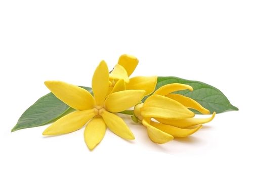 Ylang Ylang Oil Ingredients: Herbal Extract