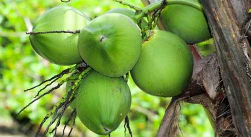 Solid Green Raw Coconut Shell