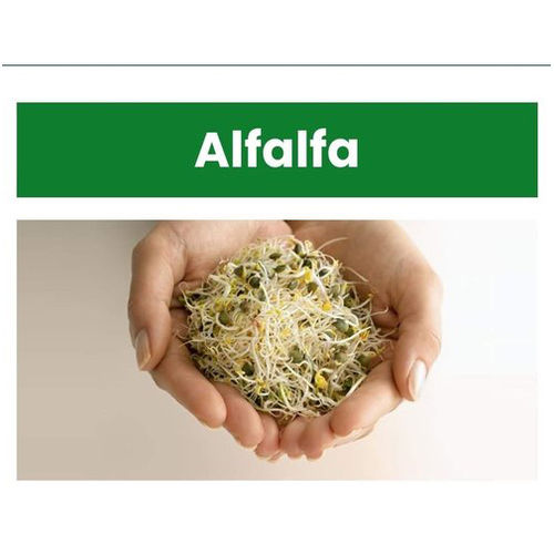 Organic Alfalfa Leaf Powder