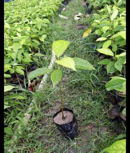 Well Drained Mahogany Plant