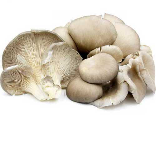 Cooking Natural Oyster Mushroom