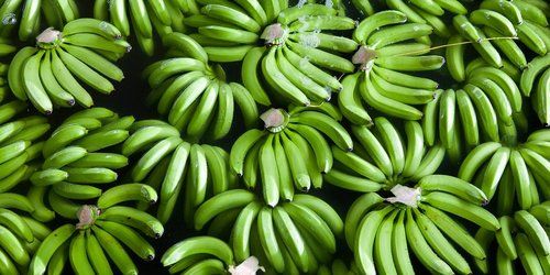 Common Rich Protein Green Banana