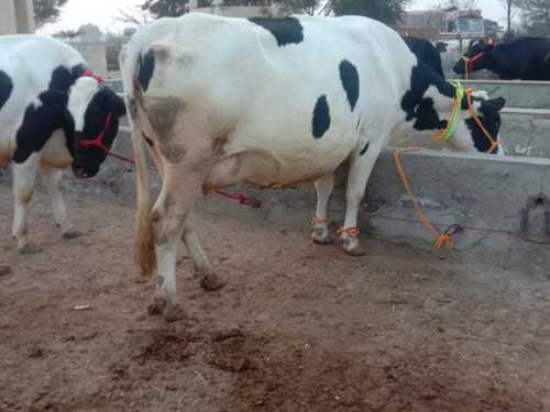 Black & White Cross Bread Hf Cow