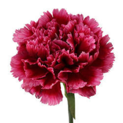 Natural and Fresh Carnation Flowers