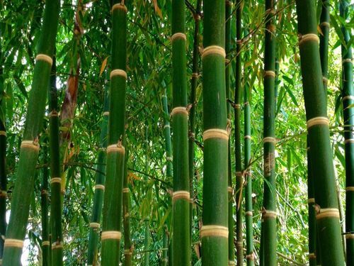 Bambusa Balcooa Fast Growth Bamboo Plants At Best Price In Durg Akf Plant Sciences Pvt Ltd