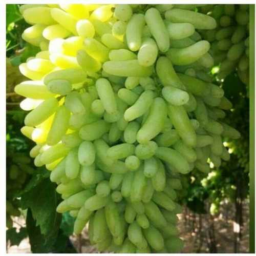 High Nutrition Green Grapes