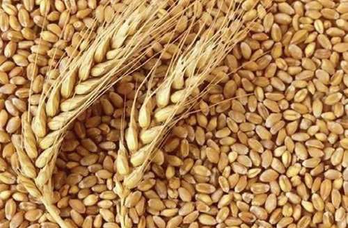Light Golden Wheat Grains