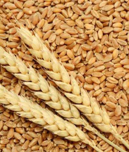 Natural Golden Organic Wheat