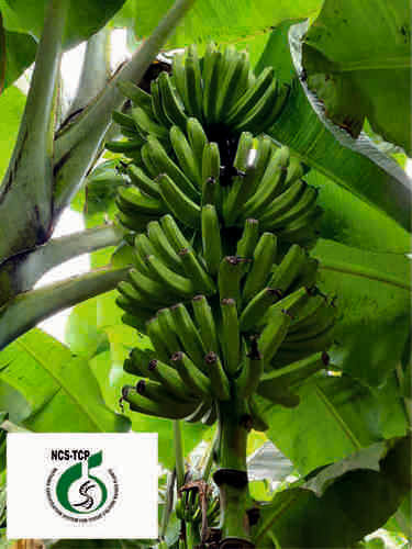 Tissue Culture Banana Plants