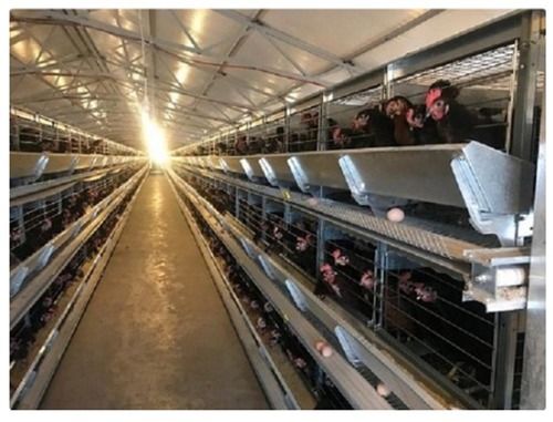 Male Layer Battery Cages